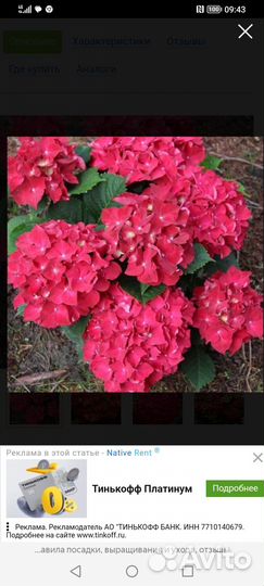 Гортензия крупнолистная бесконечное лето