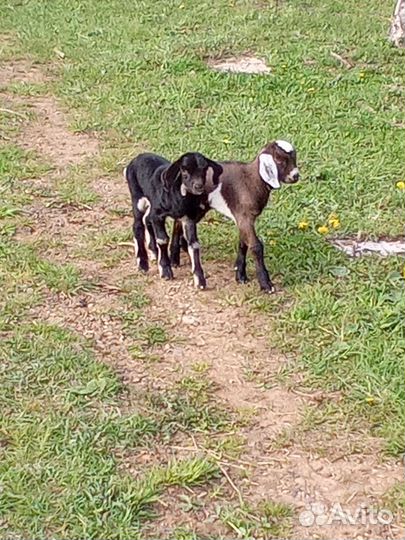 Нубийские козлята