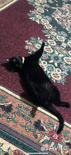 Отдам кота в добрые руки