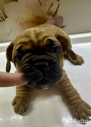 Французский бульдог