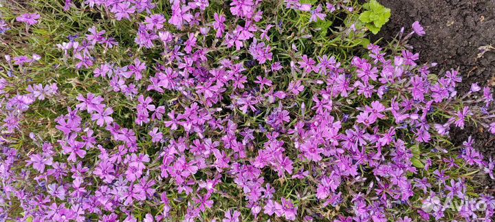 Камнеломка, флокс шиловидный