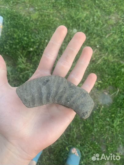 Окаменелость