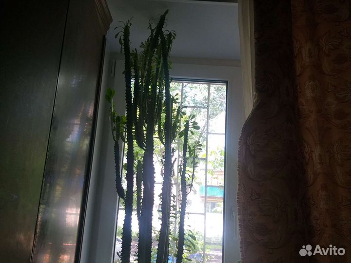 Комнатный длинный кактус