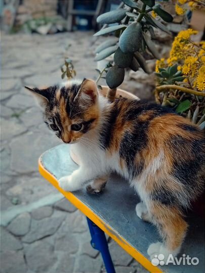 Кошечка 2 месяца