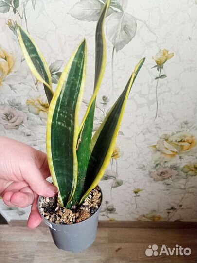 Сансевиерии