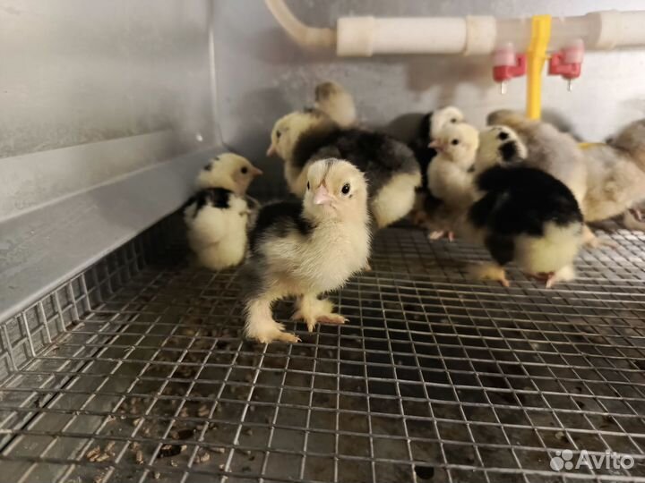 Цыплята кохинхин