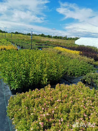 Пузыреплодники, лапчатка,гортензии, малина. Опт