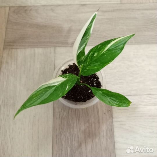 Спатифиллум домино