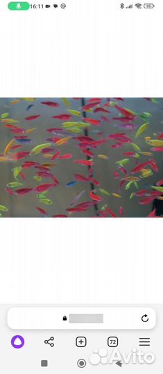 Мальки Данио glofish