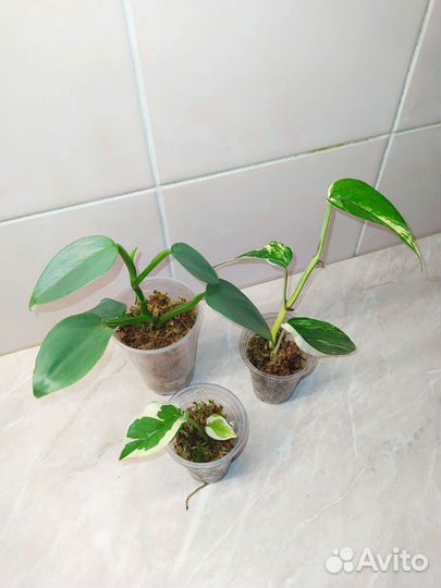 Сингониум, сциндапсус