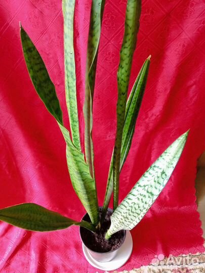 Сансевиерия 