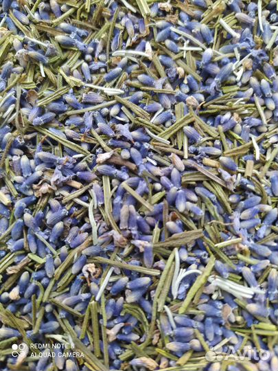 Лаванда цветы