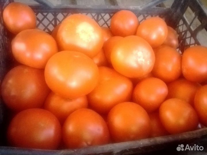 Помидоры