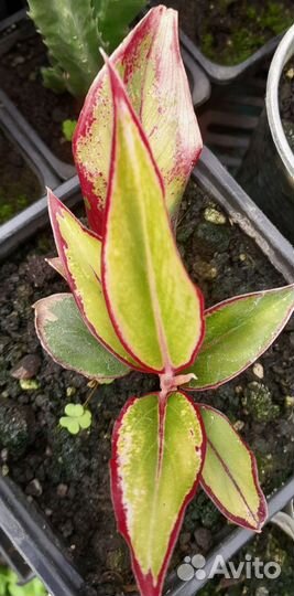 Аглаонема(OhhSome Red Aglaonema)