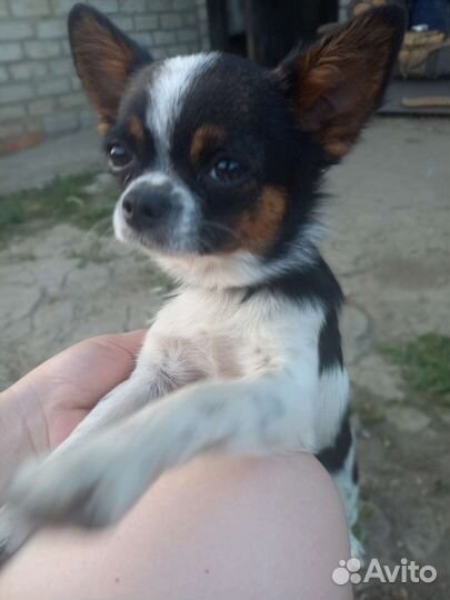 Вязка чихуахуа