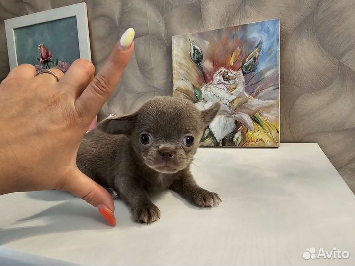 Чихуахуа мини лиловый мальчик