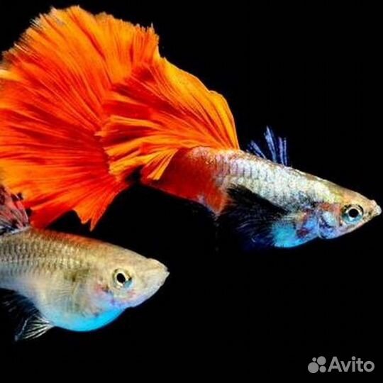 Гуппи, акара бирюзовая, креветки