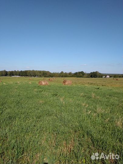 Сено в рулонах луговое, посевное