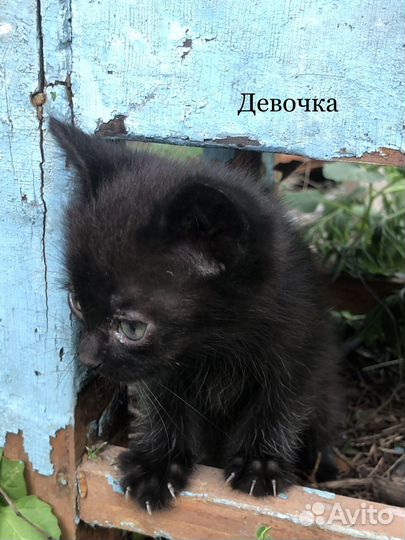 Котята 2 месяца в добрые руки