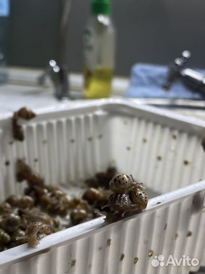 Улитки ахатины