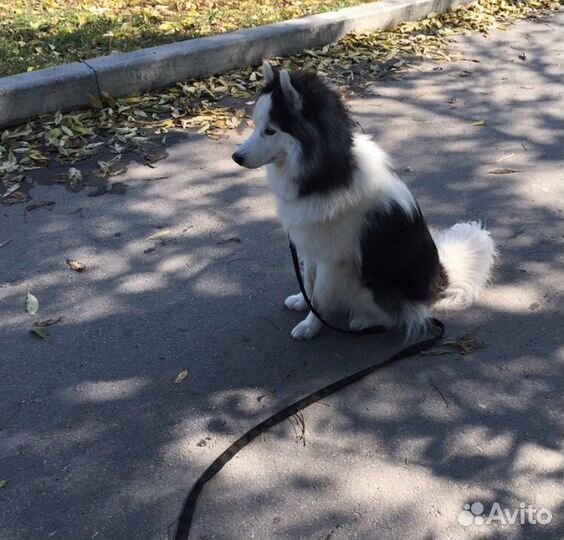 Кобель для вязки