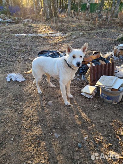 Собаки бесплатно в добрые руки