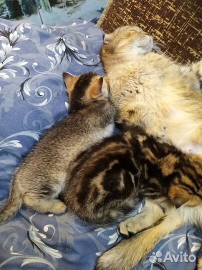 Шотландские котята