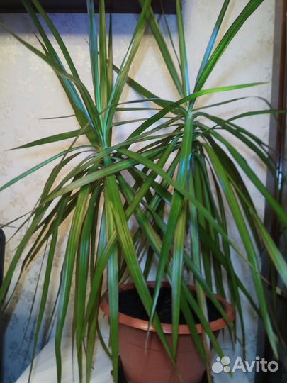 Пальма Драцена 80 см