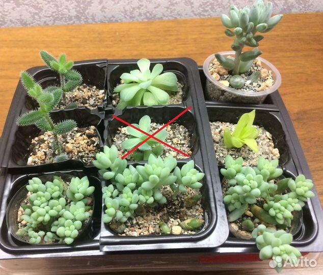 Суккуленты
