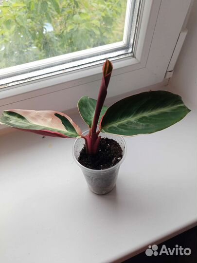 Строманта триколор