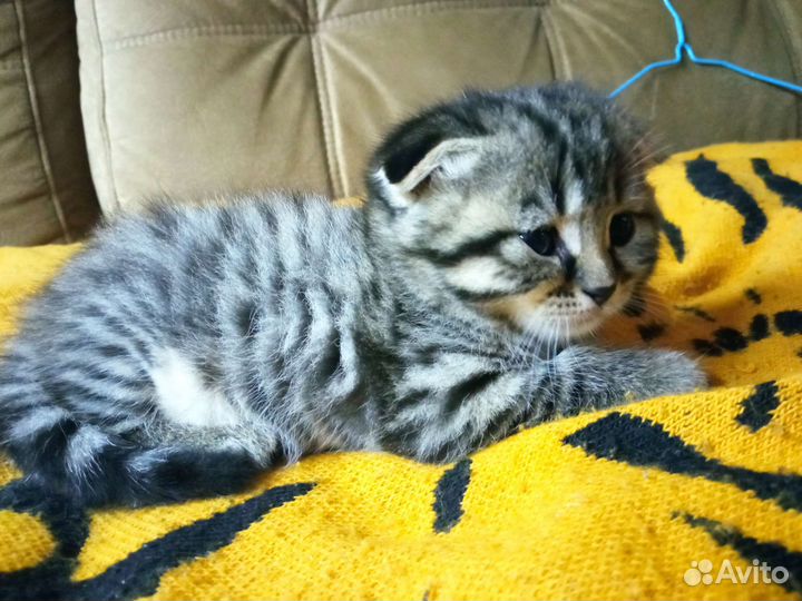 Котёнок