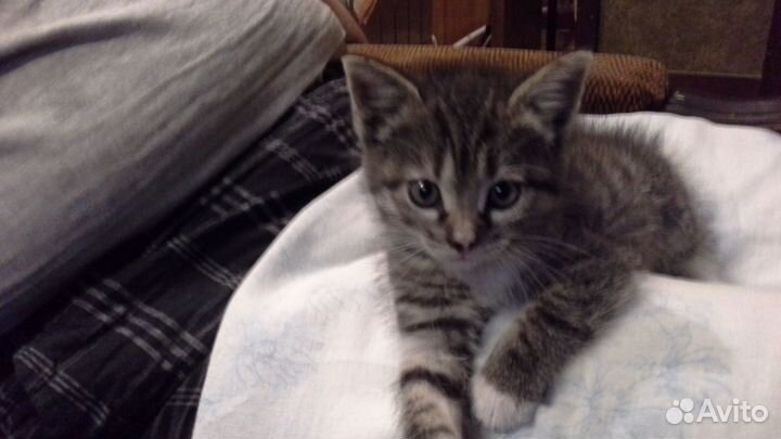 Котёнок 1,5 месяца трёхцветка умненький