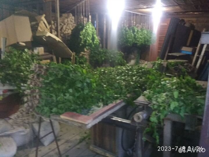 Веник берёзовый