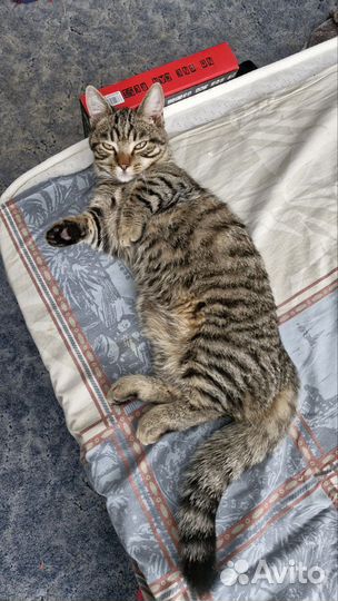 Вязка кот Манчкин