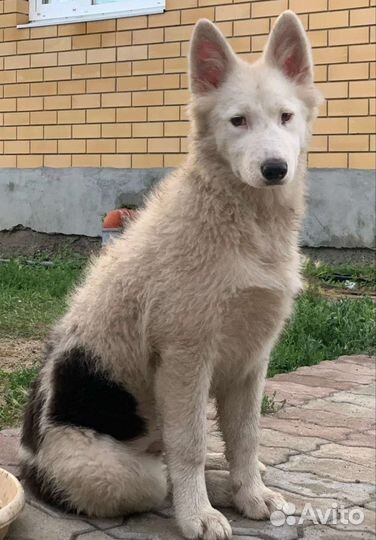 Якутская лайка