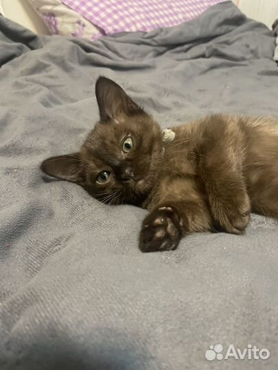 Котята европейской бурмы