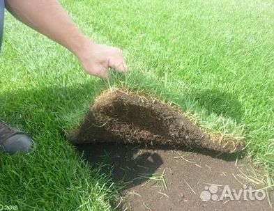 Продажа Рулонного газона