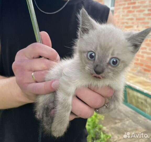 Котята в дар