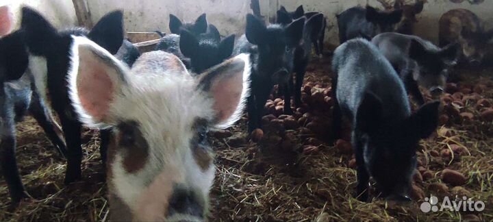 Поросята домашние мясные