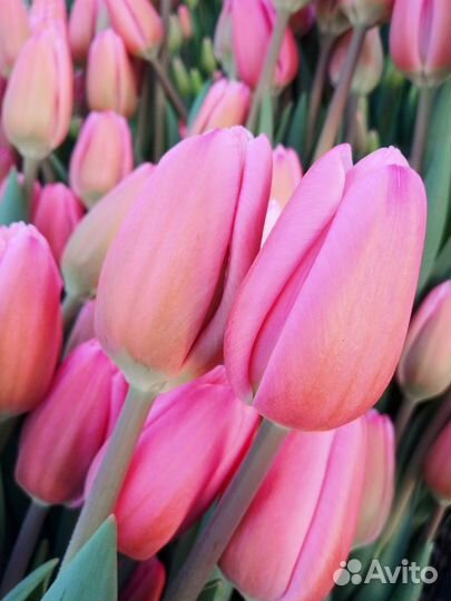 Принимаю заказы на тюльпаны к 7-8 марта