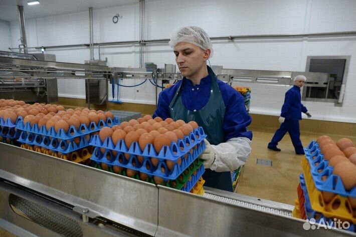 Разнорабочие на Птицеферму в Бийск, Вахта