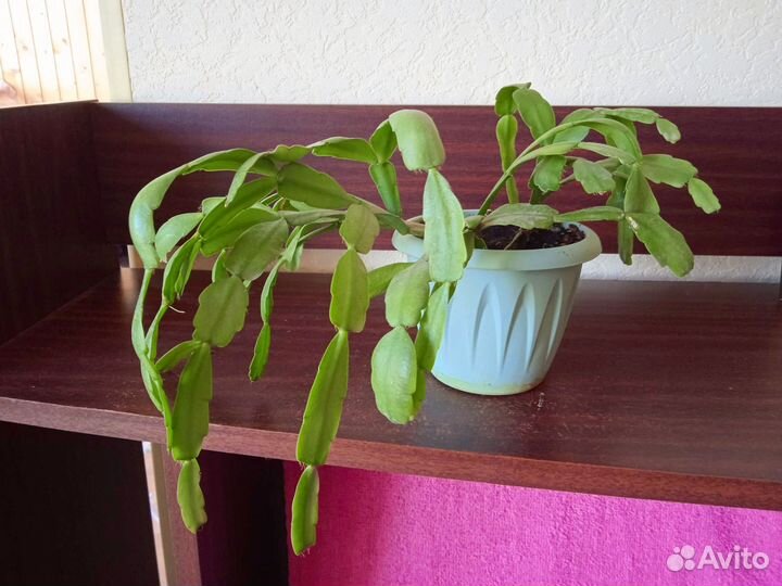 Декабрист розовый