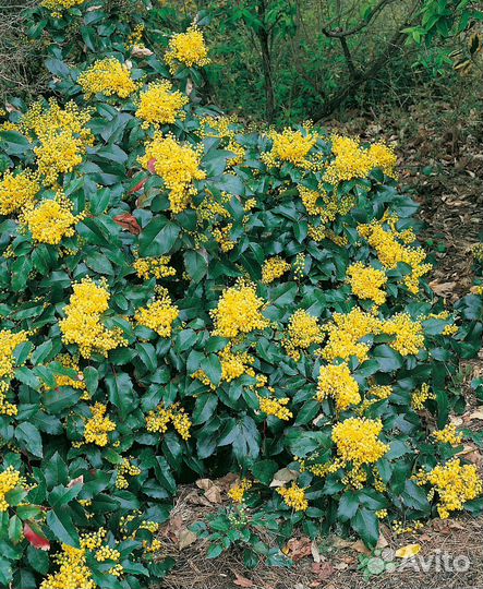 Магония падуболистная