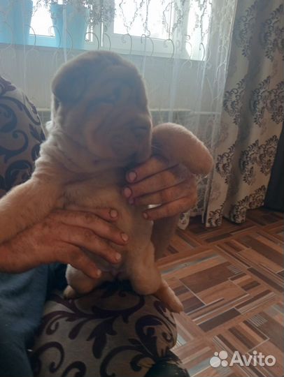 Шарпейчики