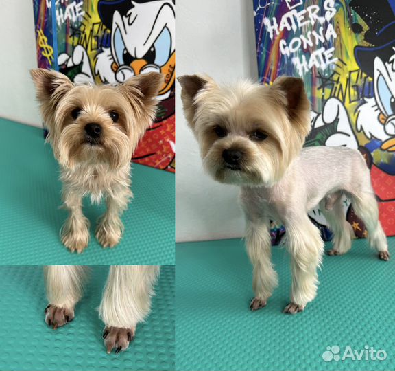 Модель на груминг стрижка кошек и собак