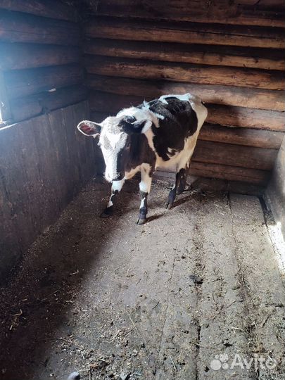 Тëлочка:5 месяцев