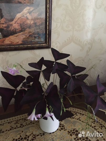 Кислица оксалис