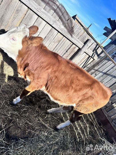 Коровы телки