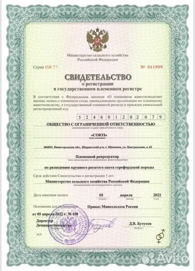 Нетель герефордской породы класса класса элита и э