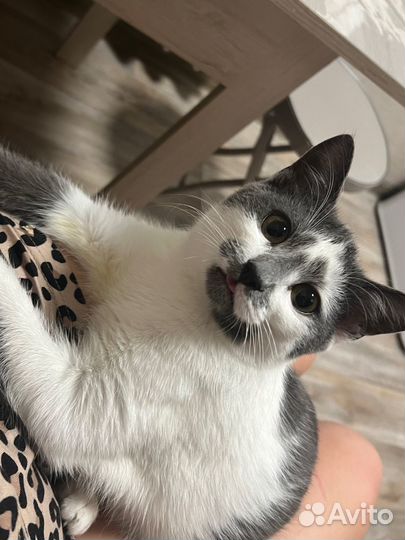 Котенок мальчик 5-6 месяцев